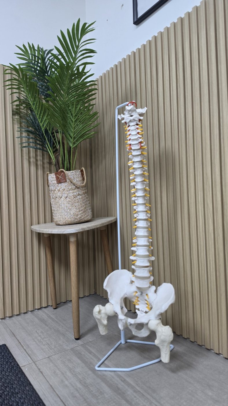 Modelo anatómico de columna en consulta